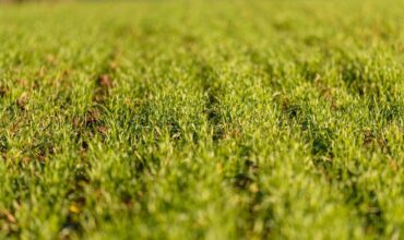 the-growth-of-agriculture-and-farming-in-india